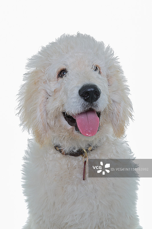 白色背景上看着镜头的贝灵顿梗犬幼犬头像图片素材