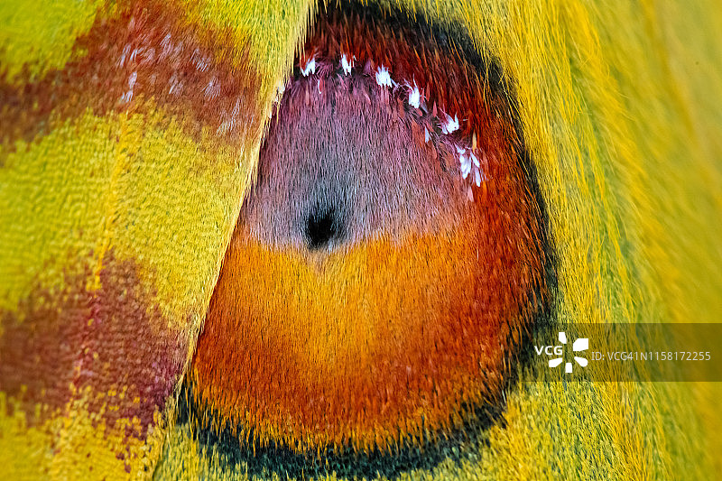 彗星蛾图片素材