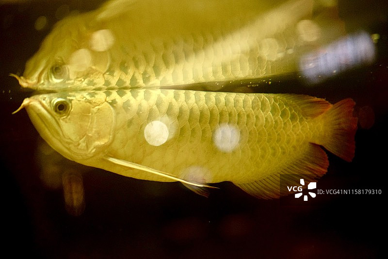 金龙鱼美丽的尾巴图片素材