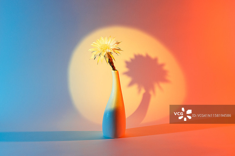 聚光灯下的花瓶仙人掌花图片素材