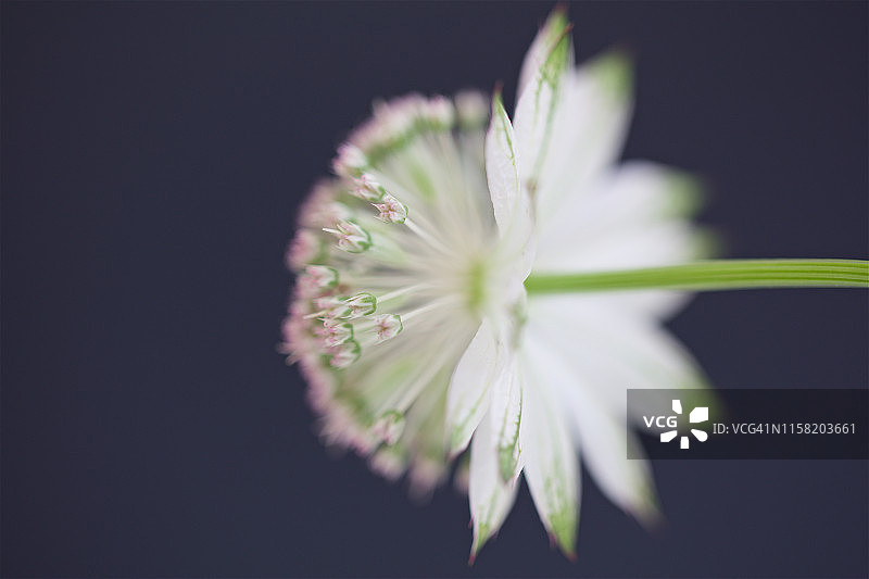 大星芹花的微距照片图片素材