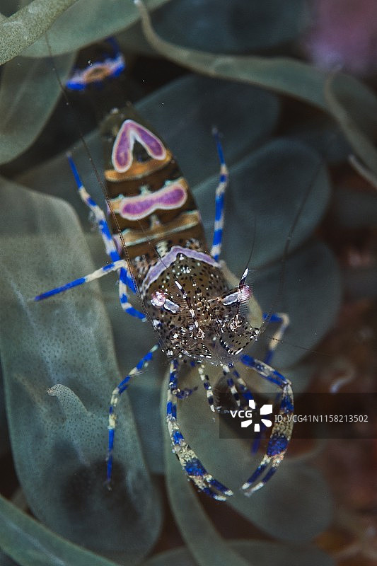 共生虾图片素材