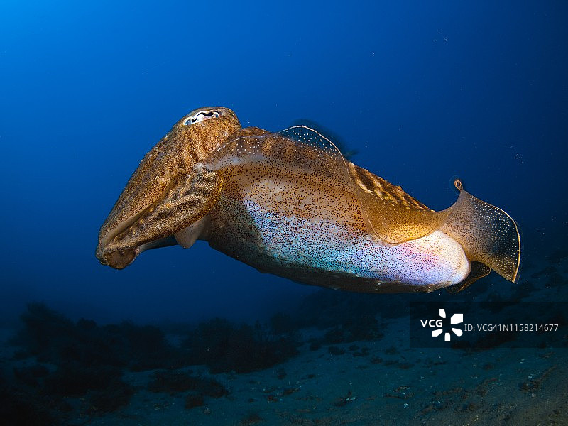 地中海乌贼图片素材