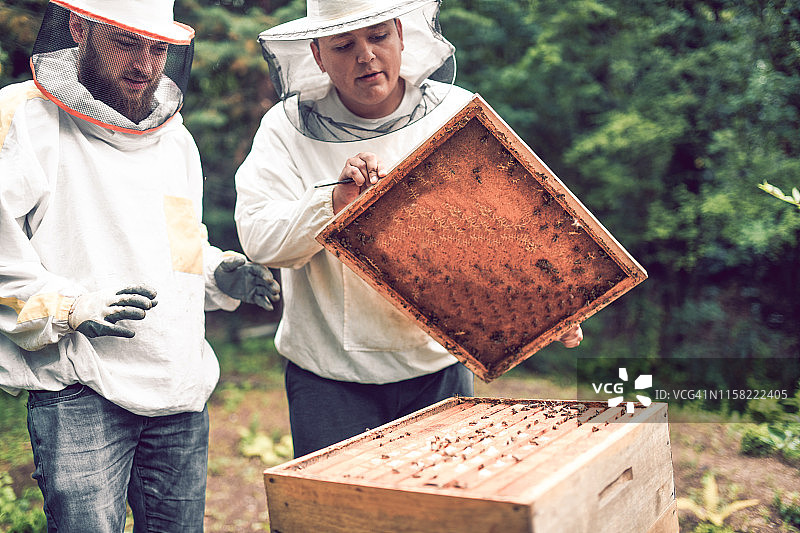 养蜂人确保蜜蜂有良好的生存条件图片素材