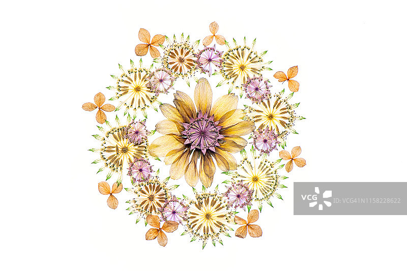 美丽的压制干花头排列成万花筒图案特写图片素材