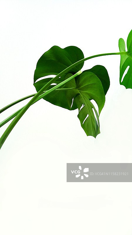 独特的蔓叶绒芭蕉绿色丛林叶子热带设计图案，龟背竹，隔离在白色背景上，竖版照片图片素材