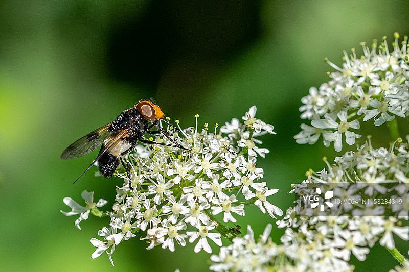 停留在野胡萝卜花上的透翅蜂图片素材