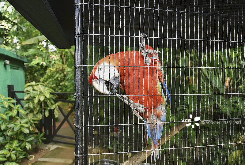 热带红色鹦鹉栖息在栅栏上，奥乔里奥斯，牙买加图片素材