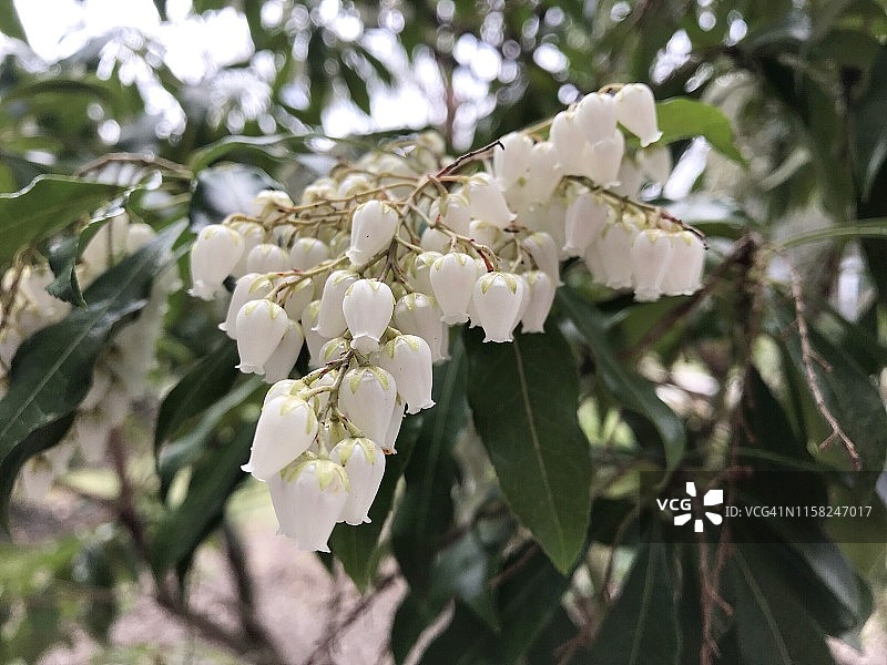 白色花朵：日本吊钟花图片素材