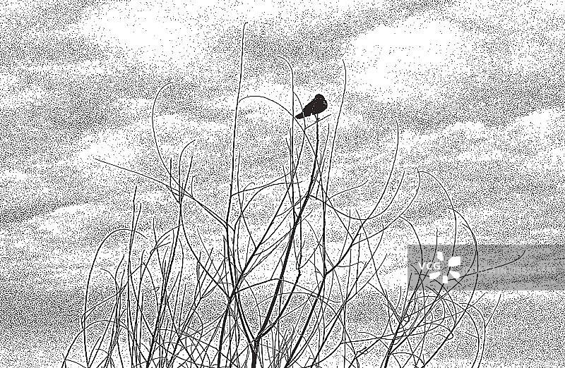 栖息在光秃秃树枝上的一只乌鸫图片素材