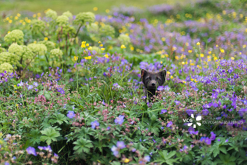 花海中躲藏的北极狐图片素材