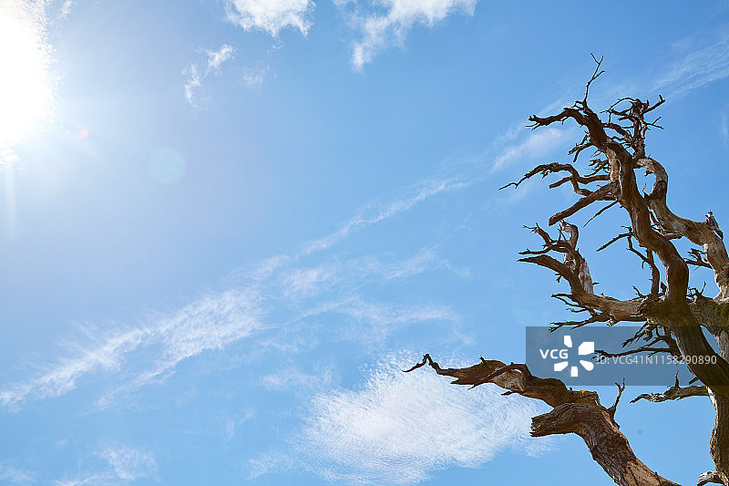 爱尔兰都柏林凤凰公园的树木图片素材