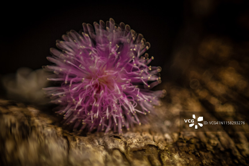 蒲公英图片素材