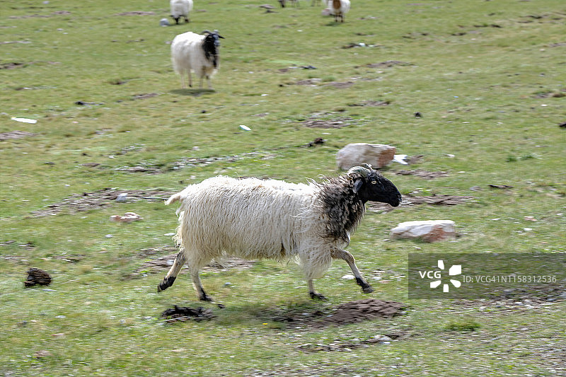德令哈白水山丘田野里的斯瓦勒代尔绵羊图片素材
