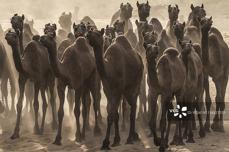 印度普什卡集市上的骆驼图片素材