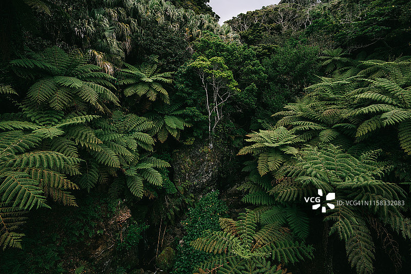 东京八丈岛树蕨丛林高角度景观图片素材