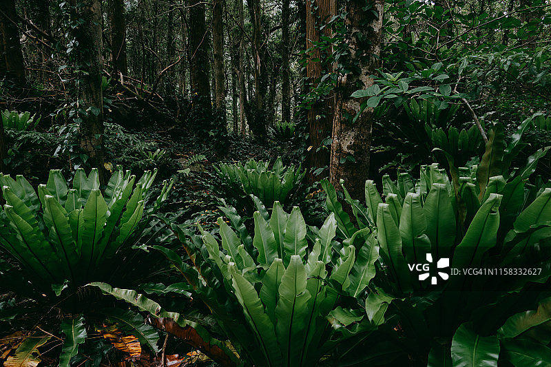 日本东京青岛的雨林与鸟巢蕨图片素材