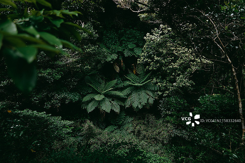 日本东京八丈岛的树蕨丛林图片素材