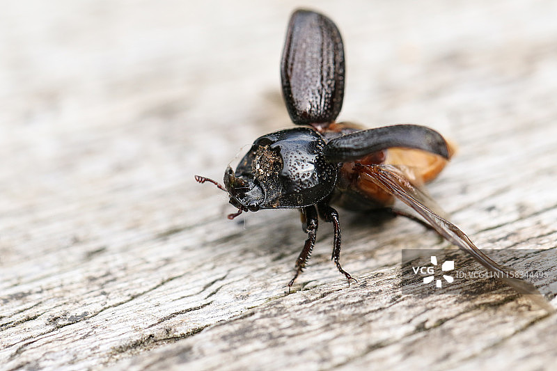 一只独角仙，正在栖息在一根张开翅膀准备飞行的木头上图片素材