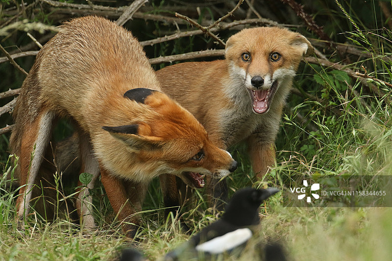 可爱的赤狐幼崽与雌狐在洞穴入口处张开嘴相对图片素材