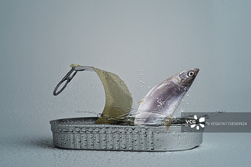 罐头鱼图片素材