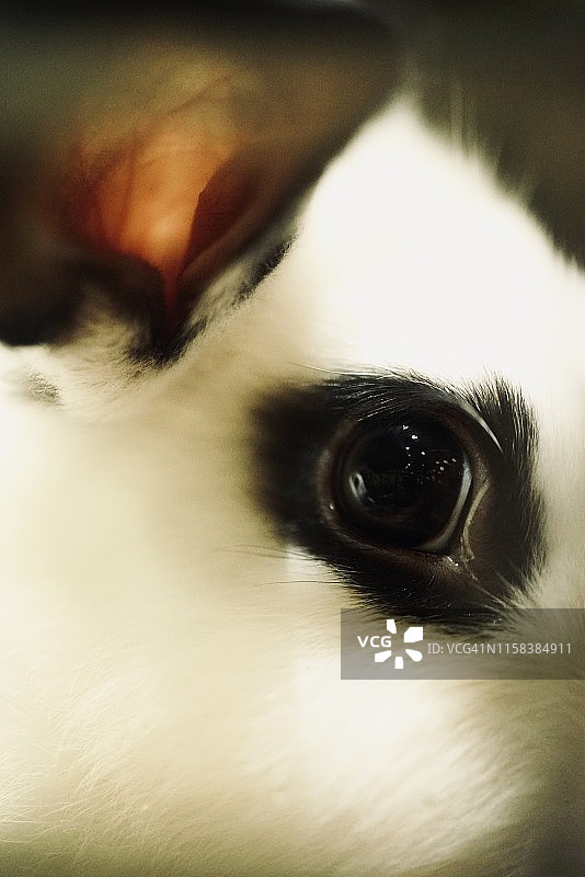 黑眼睛大耳朵的兔子图片素材