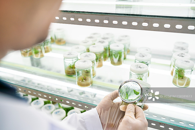 在实验室使用放大镜观察植物样本图片素材