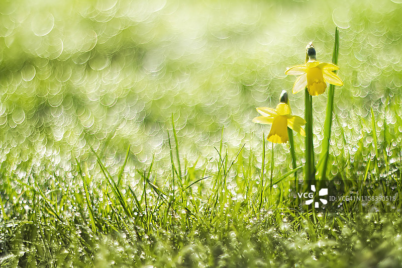 水仙花儿图片素材