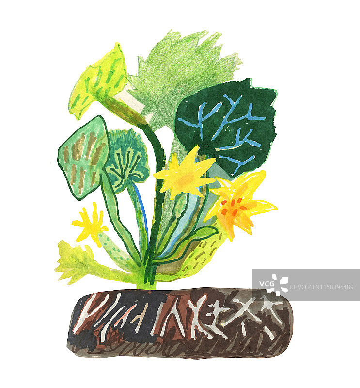 西葫芦图片素材