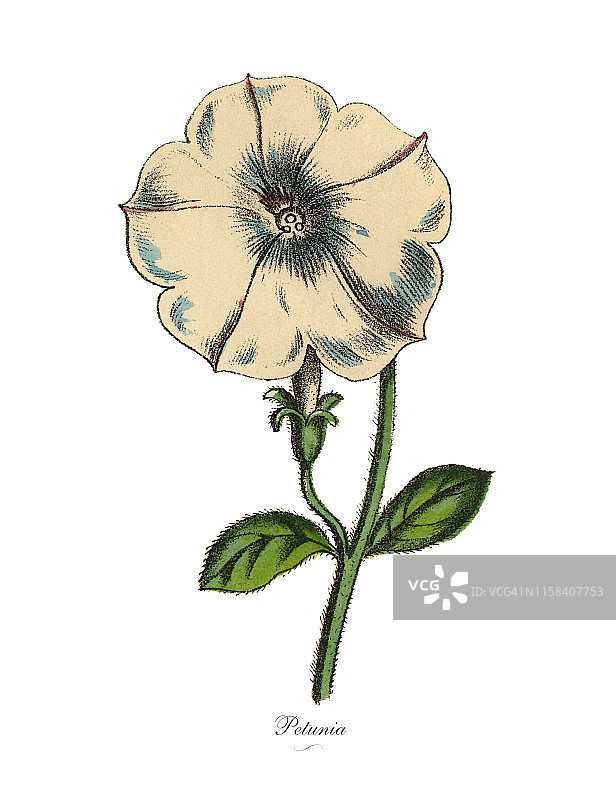 维多利亚风格矮牵牛植物插画图片素材