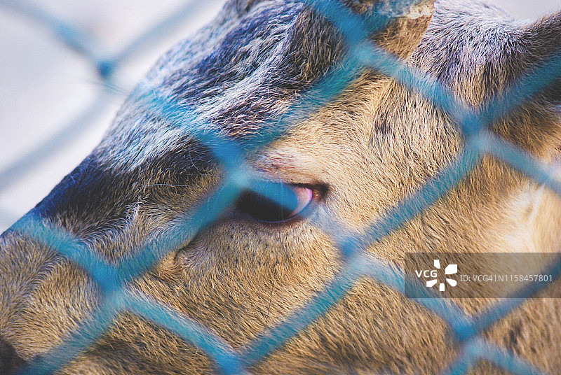 圈养的鹿图片素材