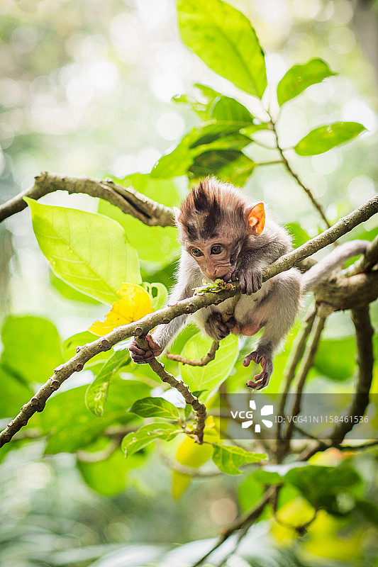 猴子森林中的巴厘岛长尾猴图片素材