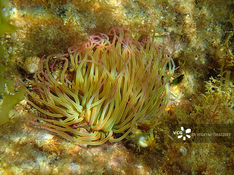 绿海葵和海螺图片素材