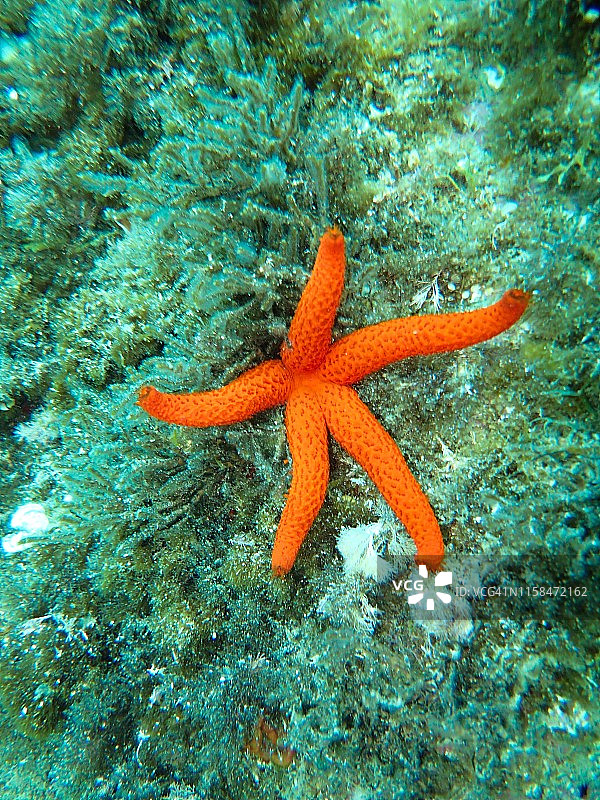 蓝色海洋植物上的地中海橙色海星图片素材