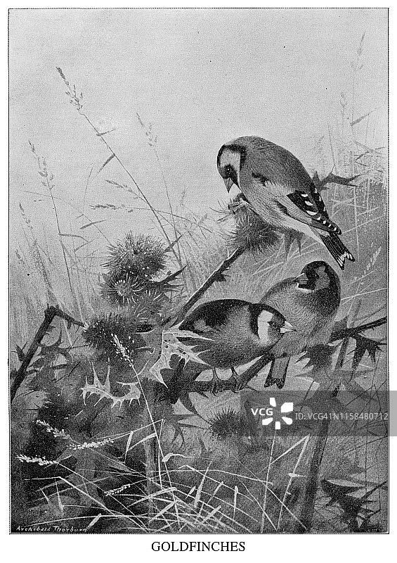 金翅雀图片素材