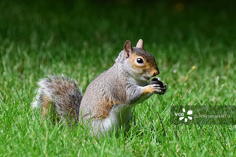 正在吃坚果的东部灰松鼠图片素材