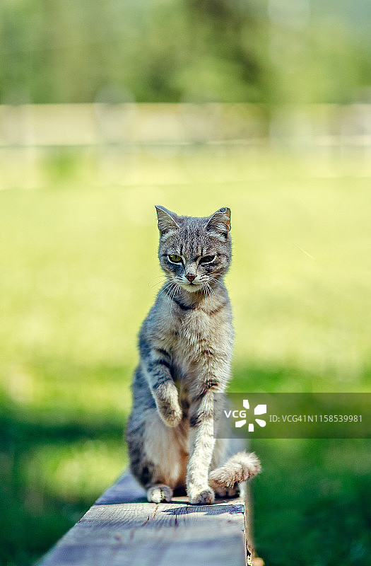 在夏季花园木板上玩耍的可爱小猫图片素材
