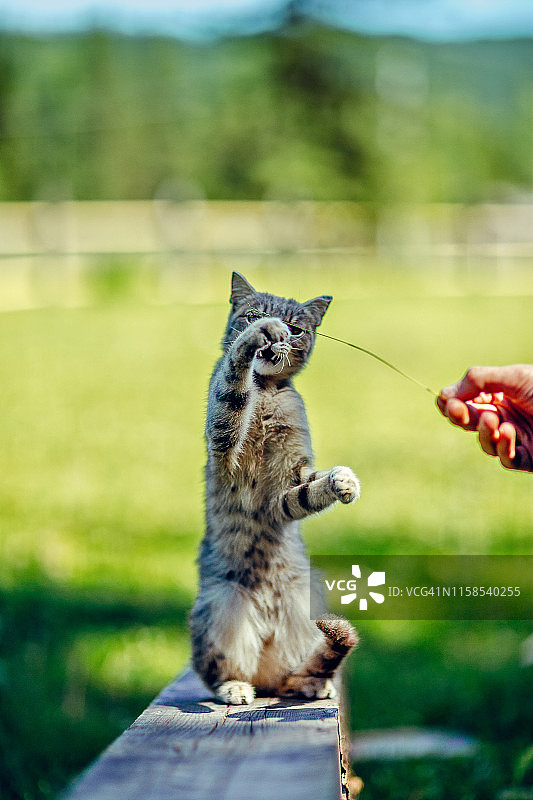 在夏季花园木板上玩耍的可爱小猫图片素材