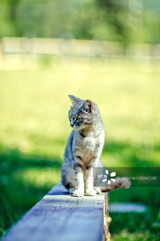 在夏季花园木板上玩耍的可爱小猫图片素材