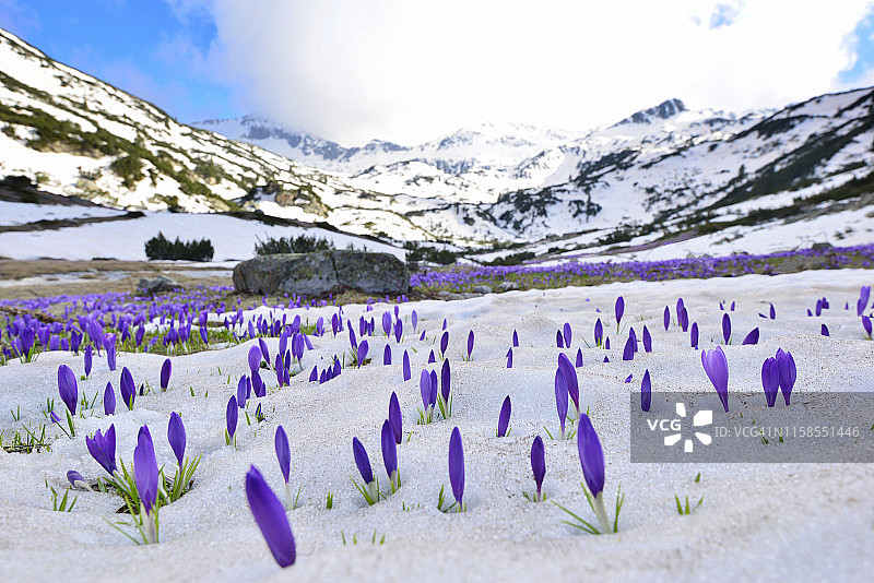 保加利亚皮林山的紫色番红花山谷图片素材