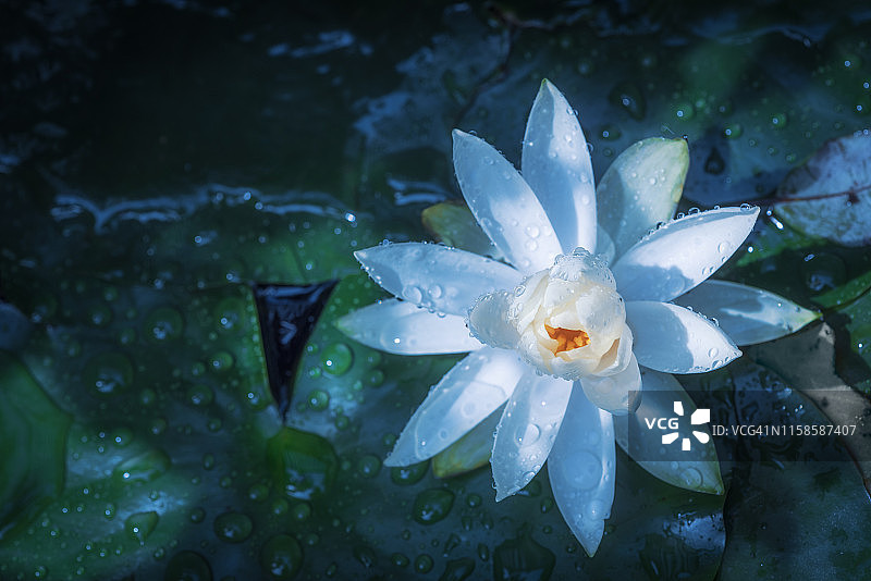 池塘中的莲花睡莲图片素材