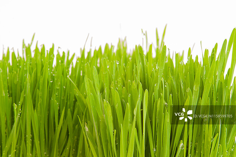 湿小麦草叶片图片素材