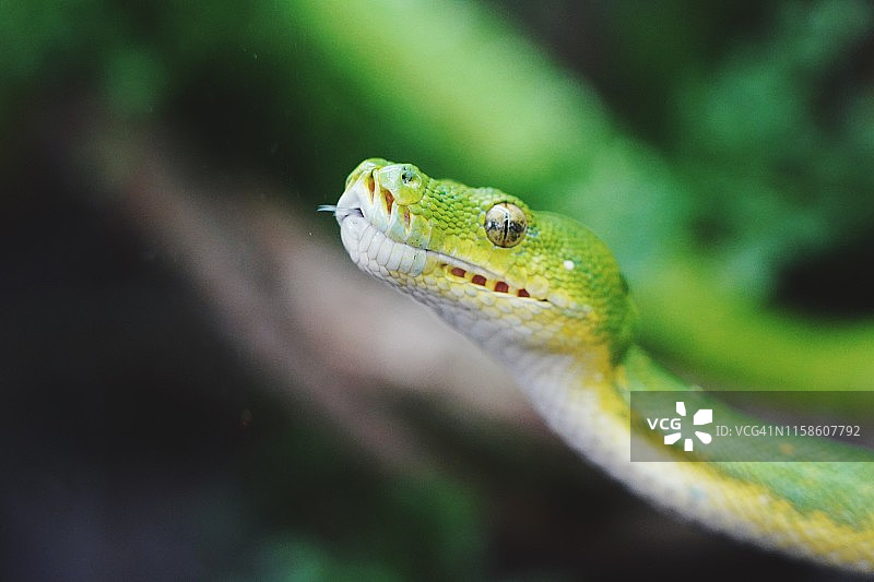 绿树蟒图片素材