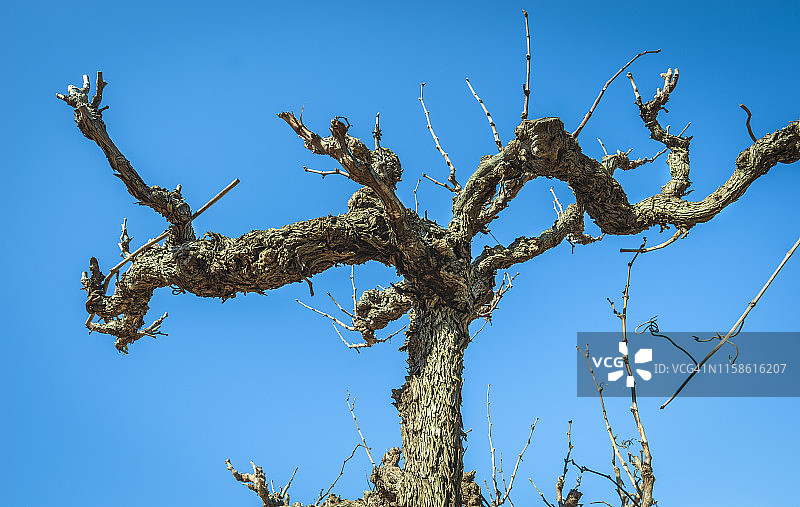 老葡萄藤特写图片素材