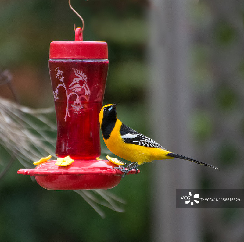 雄性黑头黄鹂在蜂鸟喂食器上享用糖水图片素材
