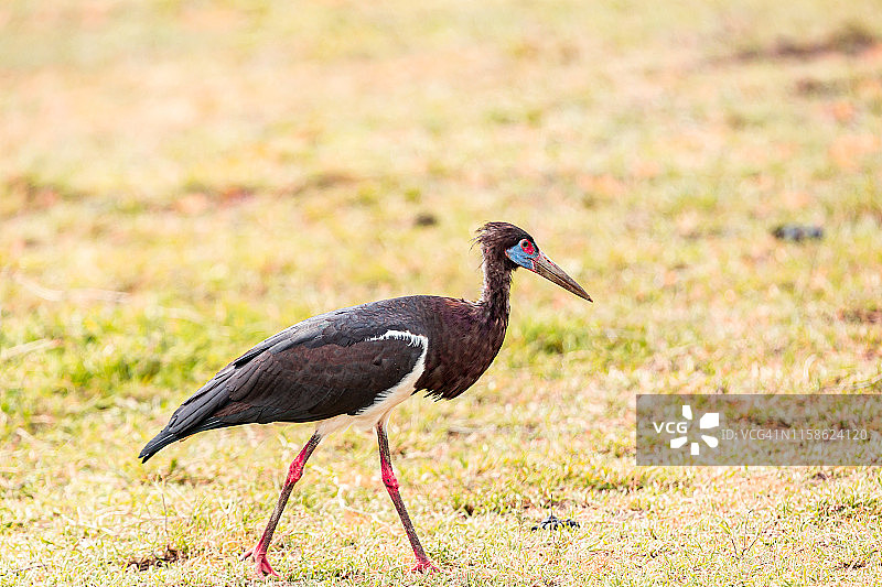 野生的黑腹鹳走路图片素材