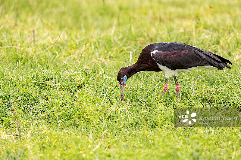 野生环境下的白腹鹳狩猎图片素材