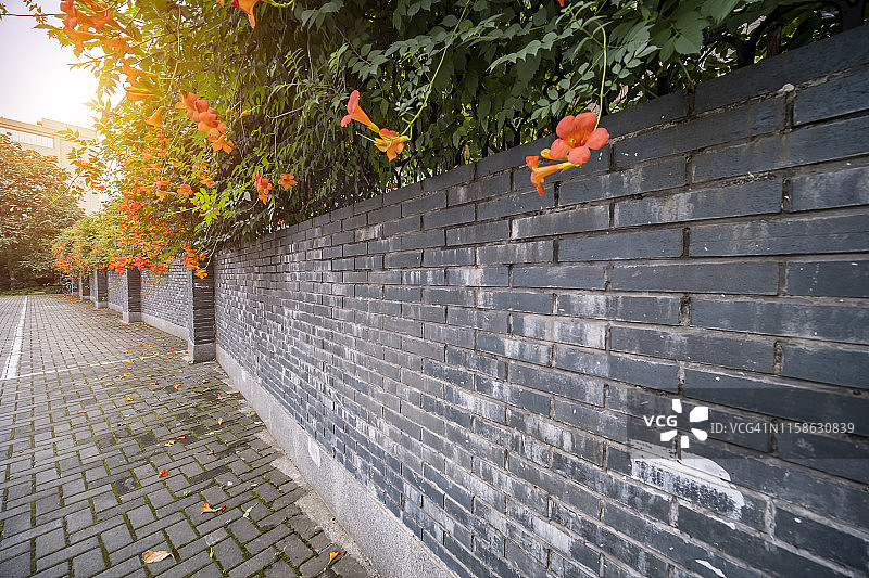 中国杭州的鲜花墙图片素材