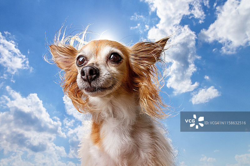 在广阔天空下微笑的吉娃娃犬图片素材