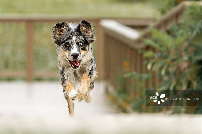 在户外奔向镜头的澳大利亚牧羊犬图片素材